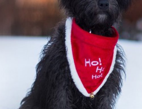 Julklappstips från tomten!